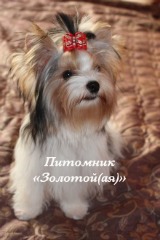   , ,      www.mynewDOG.ru