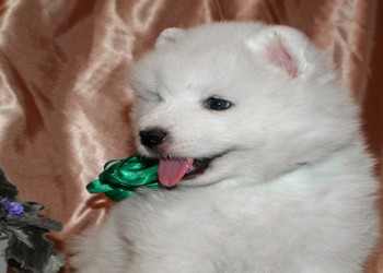  Самоедская собака – белоснежное чудо www.mynewDOG.ru