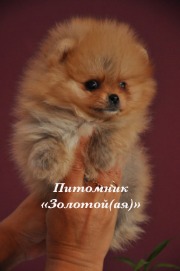    ()    www.mynewDOG.ru