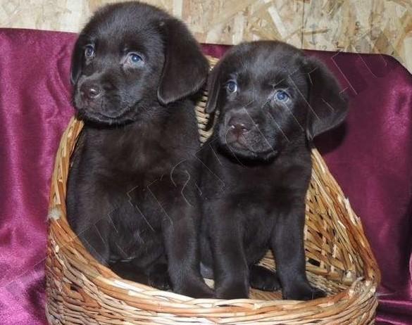  Лабрадор – щенки шоколадные, черные и палевые! www.mynewDOG.ru