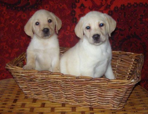  Продаются палевые щенки Лабрадора! www.mynewDOG.ru