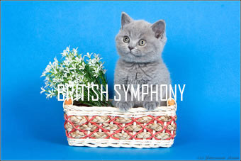      'British Symphony'. www.mynewDOG.ru