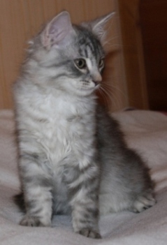  Голубой пятнистый серебристый большой сибирский кот www.mynewDOG.ru