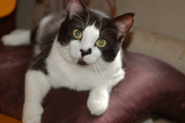  Потерявшийся домашний котик ищет заботливого хозяина. www.mynewDOG.ru