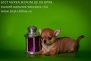        www.mynewDOG.ru