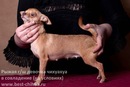          www.mynewDOG.ru