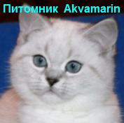  Голубоглазые котики окрас сил-линкc-поинт www.mynewDOG.ru