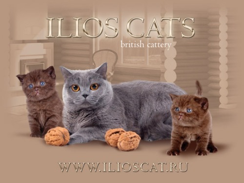      ILIOS CATS www.mynewDOG.ru
