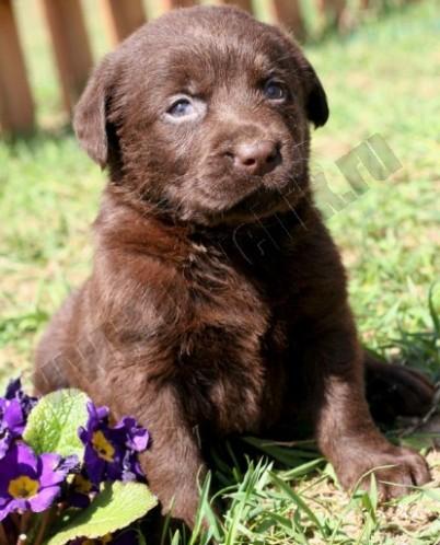  Великолепный шоколадный щенок Лабрадора! www.mynewDOG.ru