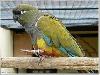  Патагонские попугаи