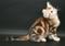  сибирские котята  мраморных окрасов