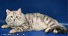 Siberian kittens. Сибирские котята. Shajr Adamant cattery of siberian cats 