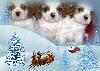  Чудесные щенки Кавалера к Рождеству!
