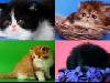  Персидские и экзотические котята