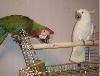  Ручные попугаи: какаду, жако, ара