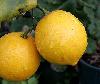  Лимоны укорененные и взрослые