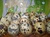  Инкубационные яйца японских перепелов