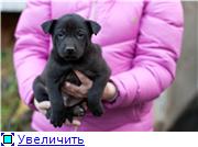     1.5  www.mynewDOG.ru